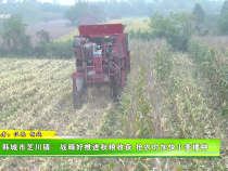 韓城市芝川鎮：戰晴好推進秋糧收獲  搶農時加快小麥播種