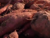 亞太是我們的共同家園