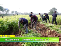 潼關縣代字營鎮：深耕特色產業 種出美好“姜”來
