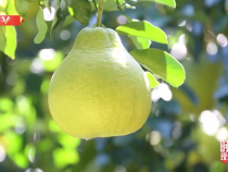 時(shí)政現(xiàn)場(chǎng)說丨金柚滿枝頭 產(chǎn)業(yè)甜萬(wàn)家