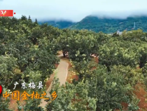 習(xí)近平廣東行丨富民興村“柚”產(chǎn)業(yè)——走進(jìn)南福金柚種植基地