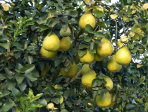 近鏡頭｜總書記格外關(guān)心鄉(xiāng)村“土特產(chǎn)”