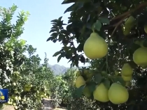 △視頻：習近平在廣東考察