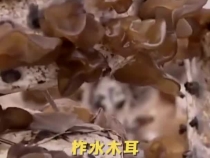 視頻丨總書記關(guān)心的“土特產(chǎn)” 捧起鄉(xiāng)村振興的“金飯碗”