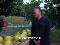 經(jīng)緯線·從總書記考察的金柚，看特色農(nóng)業(yè)產(chǎn)業(yè)集群