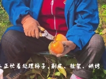 小柿子闖出大“勢”頭