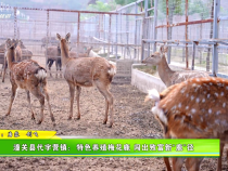 潼關縣代字營鎮：特色養殖梅花鹿 闖出致富新“鹿”徑