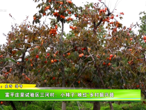 富平莊里試驗區三河村：小柿子“映紅”鄉村振興路