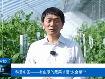 【渭南科普】科普中國——有蟲眼的蔬菜才是“安全菜”？