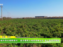 韓城市西莊鎮解家村：盤活撂荒土地資源煥生機 糧艾飄香促增收