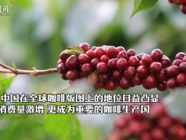 探尋新時(shí)代發(fā)展足跡｜云南咖啡：代表中國(guó) 香飄世界