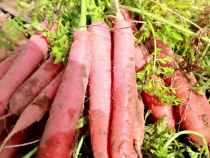 大荔縣官池鎮：紅蘿卜撬動大產業 工農融合繪就振興新答卷