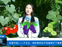 【渭南科普】科普中國——個頭大、顏色鮮的農產品就是打了激素？