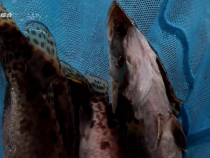 科技賦能產業升級 華州區現代漁業產業園正式投入運營