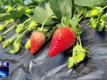 【瞰華州】冬日甜蜜  邂逅“莓”好時光