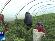 《今朝看華州》渭南市華州區下廟鎮：大棚辣椒喜豐收??奏響致富“椒”響曲