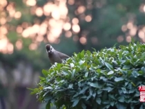 玉壘山下、岷江之畔，在都江堰感受中國“治”慧