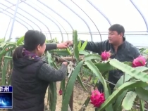 华州区南解村：火龙果 “火”了幸福年