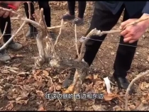 红提葡萄控产提质 冬剪留枝很关键