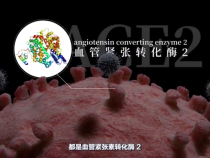 关于新型冠状病毒肺炎的一切