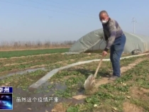 渭南市华州区：秦岭山下春来早  防疫生产两手抓