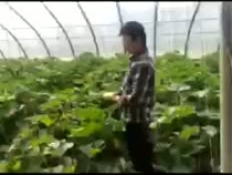 防疫春耕两手抓 田间地头春种忙