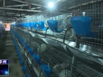 柳枝镇毕新社区： 发展肉兔特色养殖  带动村民脱贫致富