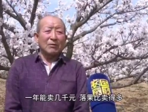 韩城市芝川镇爱帖村的杏花开了