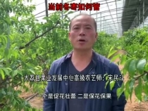 当前冬枣如何管
