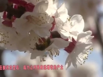 0323农家四季带您一起领略大美杏花花海