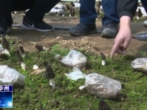 渭南市华州区：邀请专家到地头 培训植菌新技能