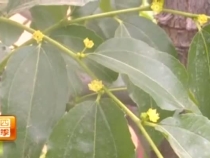 壮壮帮忙：温棚冬枣蕾黄蕾落咋回事？