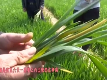 0327农家四季带您一起学习如何防控小麦条锈病