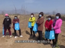 柿子树的嫁接要点