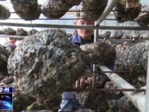 蓮花寺鎮莊頭村：香菇吃“香” 助農增收