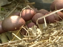 0415农家四季带您一起去了解韩城西庄的大球盖菇的致富经