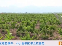 華州區蓮花寺鎮：小小金銀花 群眾致富花