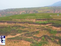 華州區大明鎮：花椒擴面增產量 紅紅火火奔富路