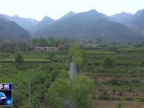 渭南市華州區：顆顆櫻桃掛枝頭 晶瑩剔透惹人醉