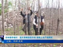 杏林鎮李坡村：露天香椿喜獲豐收 新鮮上市產銷兩旺