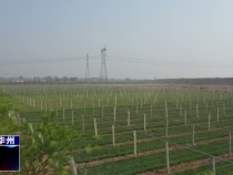 華州區下廟鎮：企業帶動發展產業 助力脫貧攻堅