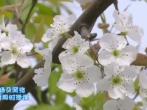 云课堂搬到梨园里  助力酥梨提质增效