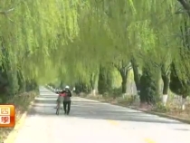 4月3日农家四季带您一起上云课堂学习春季酥梨管理技术