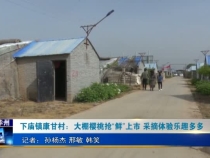 下廟鎮康甘村：大棚櫻桃搶“鮮”上市 采摘體驗樂趣多多