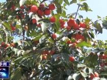 高塘鎮寺前村：運用互聯網平臺 促進農副產品銷售