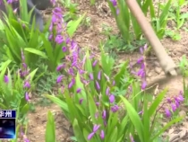 瓜坡镇湾惠村：引进种植中草药白芨 助力群众脱贫