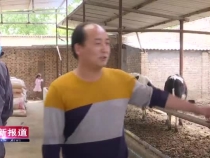 “牛倌”闵伍彦的脱贫致富路