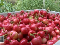 臨渭區(qū)三張鎮(zhèn)薛家村大櫻桃熟了 來嘗鮮吧