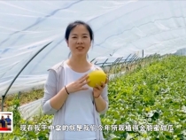 臨渭區(qū)橋南鎮(zhèn)嶺西村第一書記高華平:甜瓜熟了 快來嘗鮮