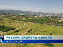 华州区杏林镇: 发展金银花种植  收获真金白银
